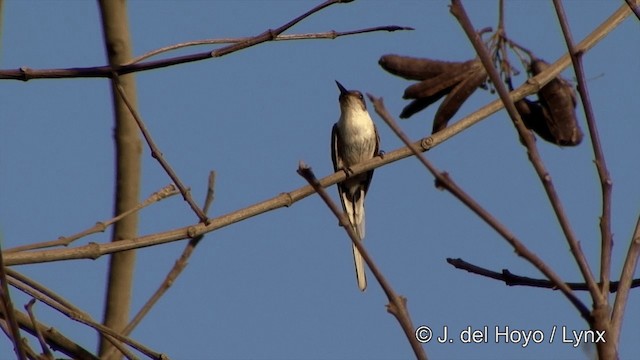 Colibri aux huppes d'or - ML201429391