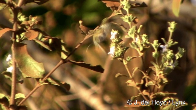 Goldhauben-Schmuckkolibri - ML201429401