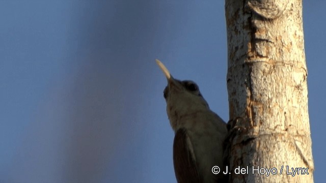 Narrow-billed Woodcreeper - ML201429411