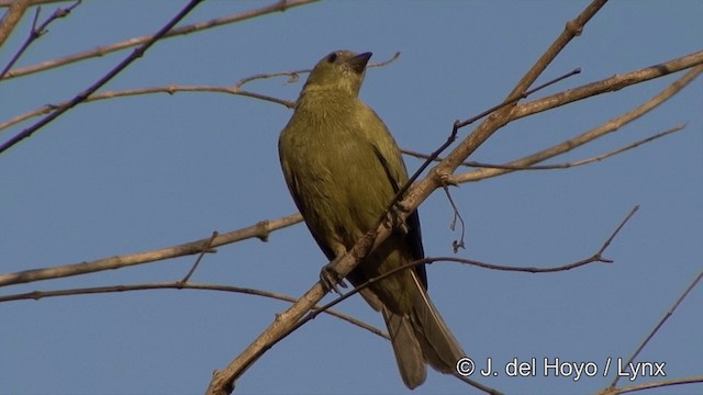 Palm Tanager - ML201429441