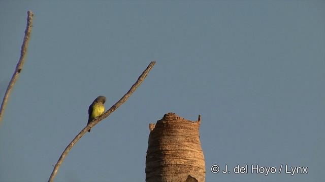 Tropical Kingbird - ML201429451