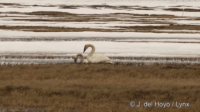 labuť malá (ssp. columbianus) - ML201429471