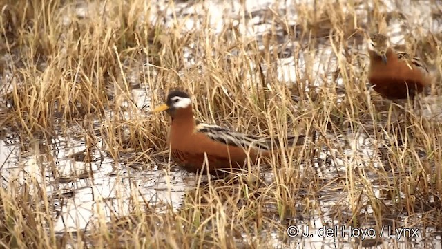Red Phalarope - ML201429481