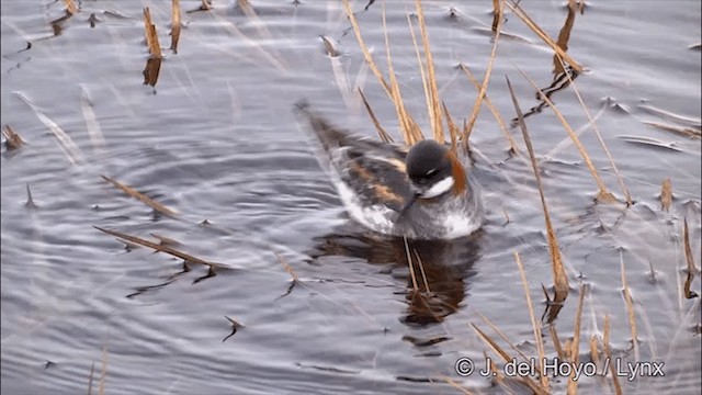 Phalarope à bec étroit - ML201429511