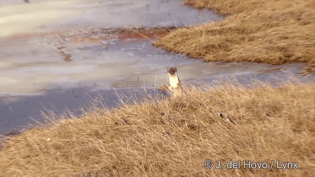 Red Phalarope - ML201429531