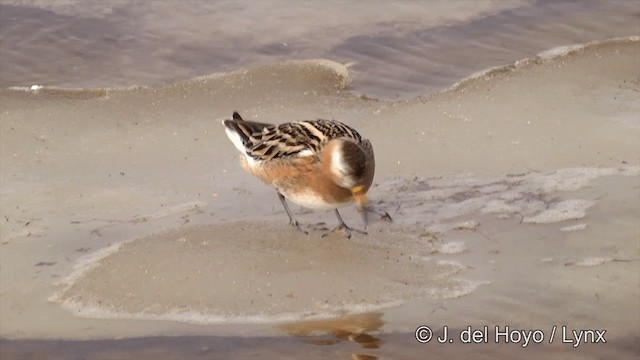 Red Phalarope - ML201429631