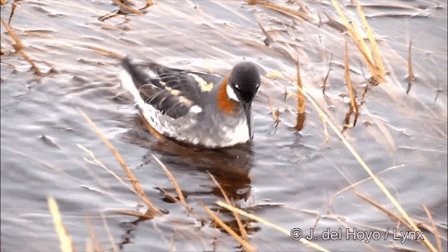 svømmesnipe - ML201429641