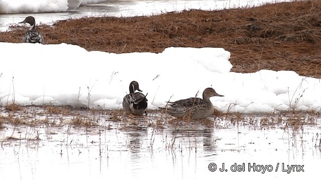 Northern Pintail - ML201429661