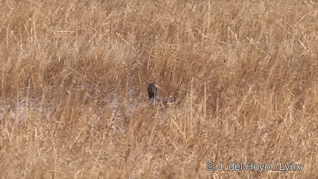 Green-winged Teal (American) - ML201429671