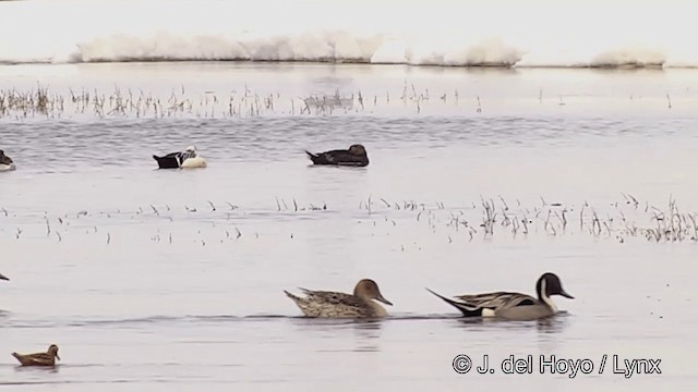 Northern Pintail - ML201429711