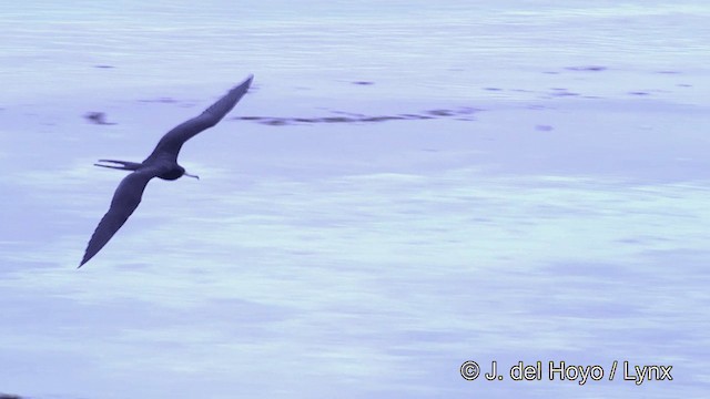 Lesser Frigatebird (Lesser) - ML201429771