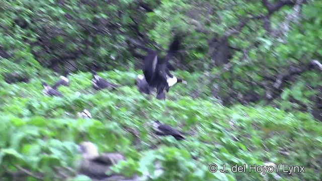 Lesser Frigatebird (Lesser) - ML201429781