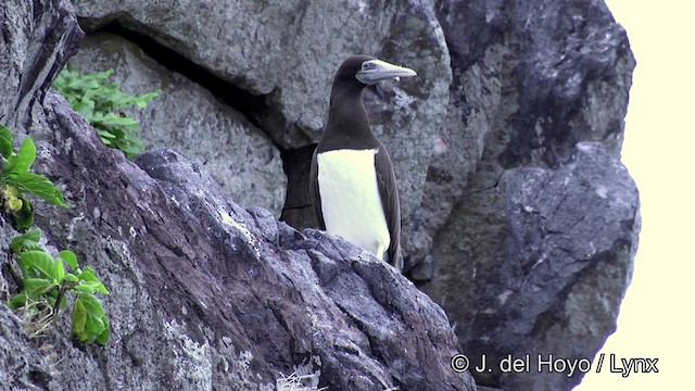 Brown Booby (Forster's) - ML201429801