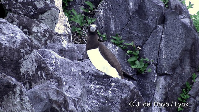 白腹鰹鳥(plotus) - ML201429811