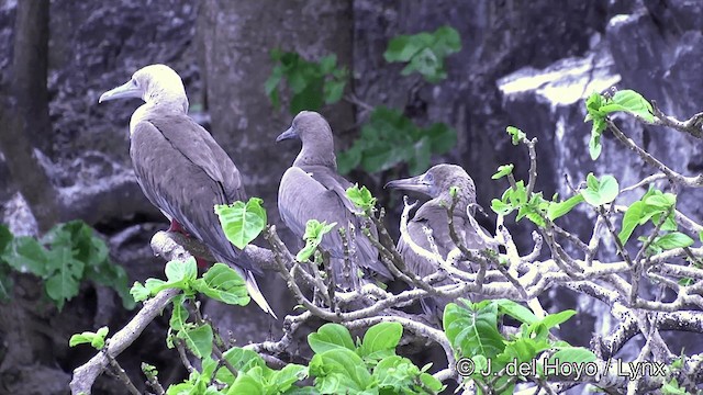 Fou à pieds rouges (rubripes) - ML201429821