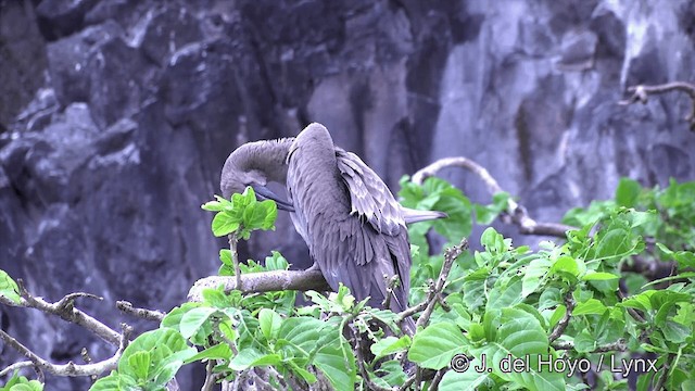 Fou à pieds rouges (rubripes) - ML201429831