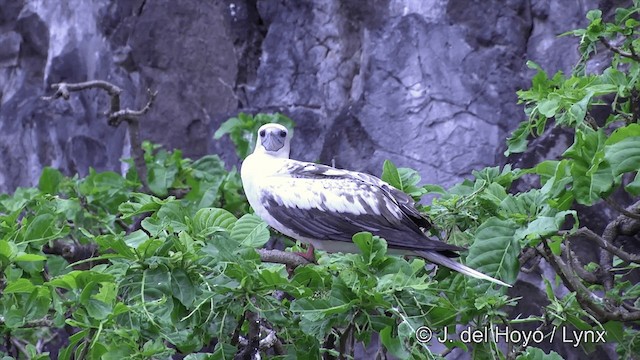 Rotfußtölpel (rubripes) - ML201429841