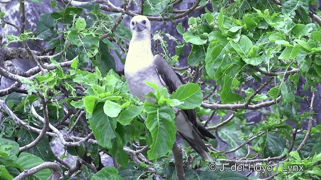 紅腳鰹鳥(rubripes) - ML201429851