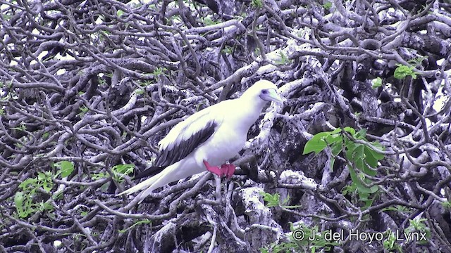 アカアシカツオドリ（rubripes） - ML201429861