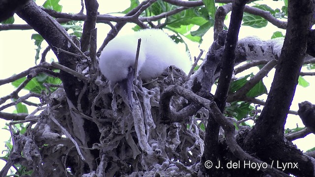 Red-footed Booby (Indopacific) - ML201429871