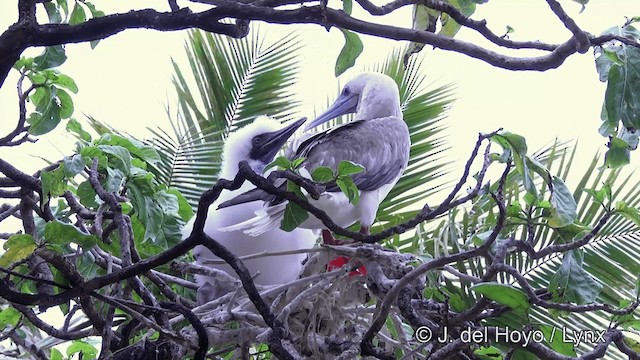 紅腳鰹鳥(rubripes) - ML201429881