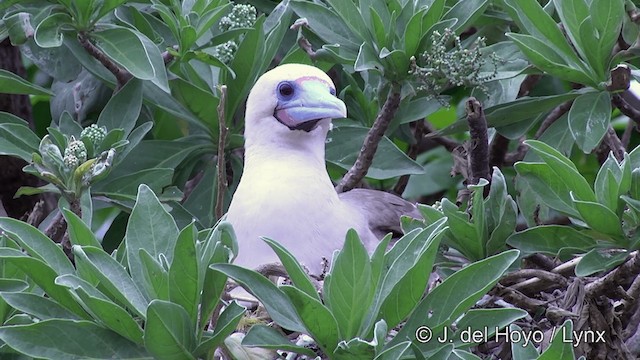 Red-footed Booby (Indopacific) - ML201429891