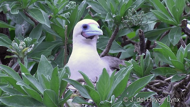 アカアシカツオドリ（rubripes） - ML201429891