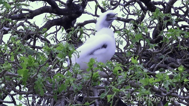 紅腳鰹鳥(rubripes) - ML201429901