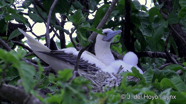 紅腳鰹鳥(rubripes) - ML201429911