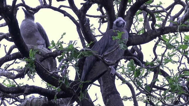 Red-footed Booby (Indopacific) - ML201429921