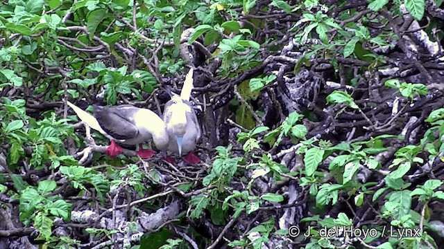 アカアシカツオドリ（rubripes） - ML201429931