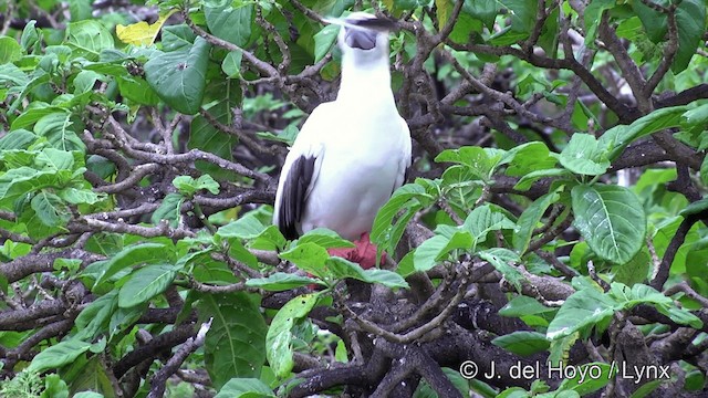 Fou à pieds rouges (rubripes) - ML201429941