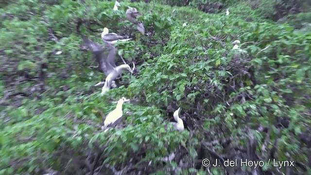 紅腳鰹鳥(rubripes) - ML201429951