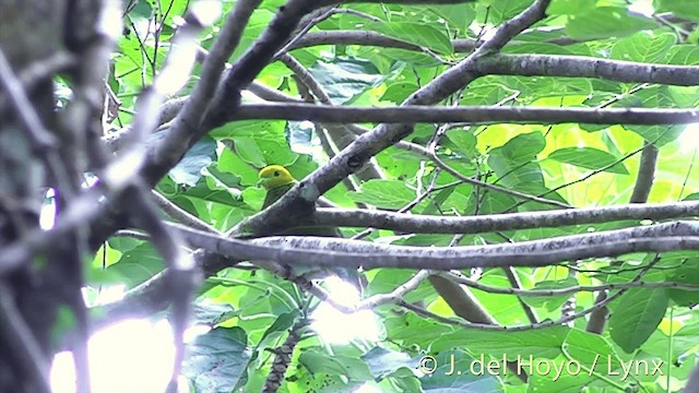 Whistling Dove - ML201429961