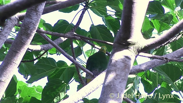 Whistling Dove - ML201429971