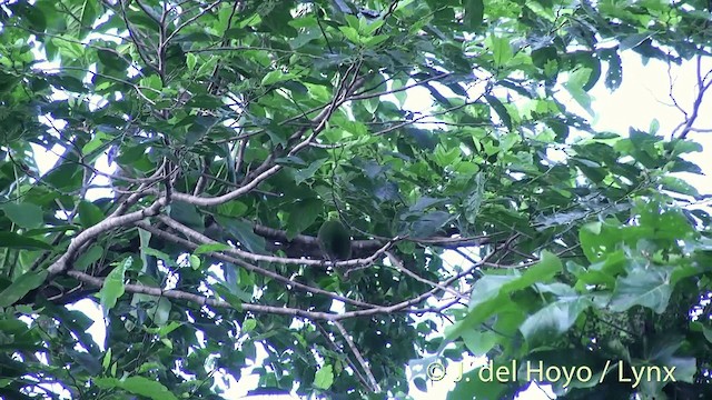 Whistling Dove - ML201429991