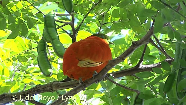 Оранжевый фруктовый голубь - ML201430001