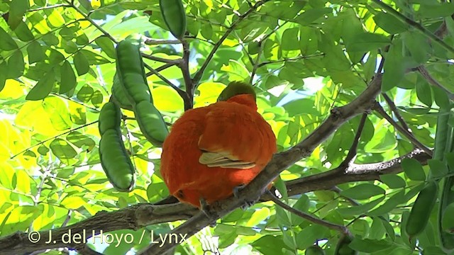 holub oranžový - ML201430021