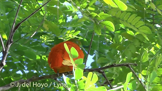 holub oranžový - ML201430031