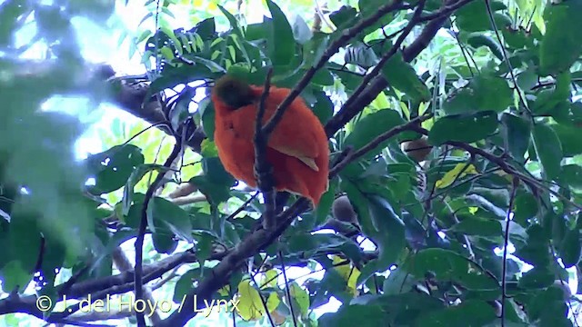 holub oranžový - ML201430051