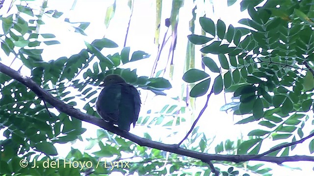 Orange Dove - ML201430061