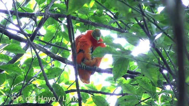 Orange Dove - ML201430071