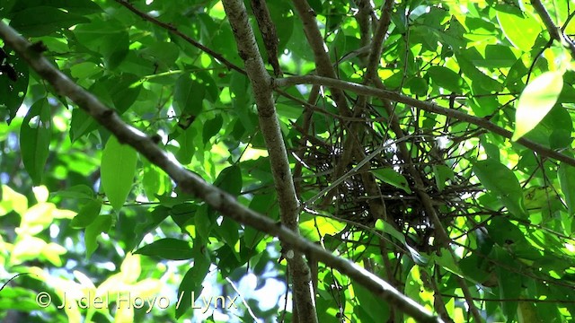 Orange Dove - ML201430081