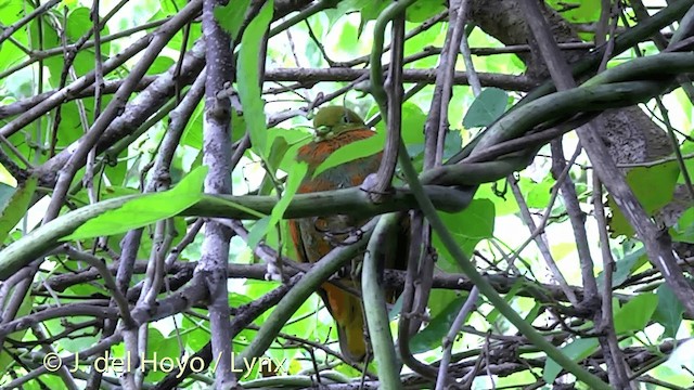 holub oranžový - ML201430091