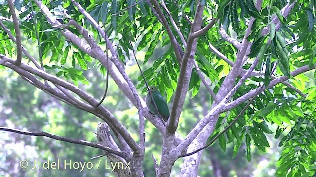 Turuncu Meyve Kumrusu - ML201430101