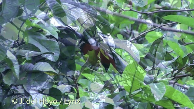 holub oranžový - ML201430111