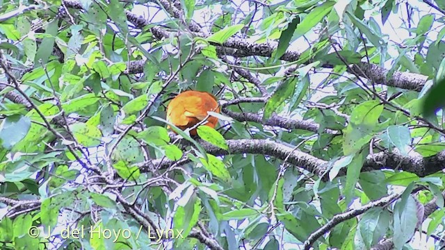 holub oranžový - ML201430121