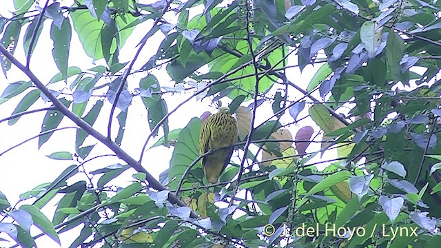 Golden Dove - ML201430161