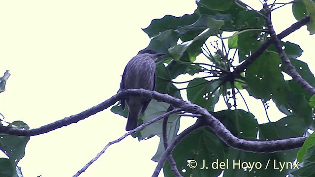 Estornino de Polinesia (grupo tabuensis) - ML201430171