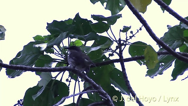 Estornino de Polinesia (grupo tabuensis) - ML201430181